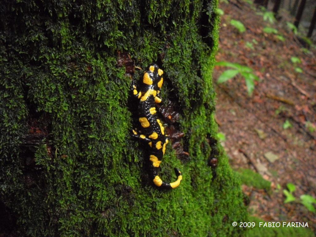 Salamandra pezzata - Salamandra salamandra gigliolii